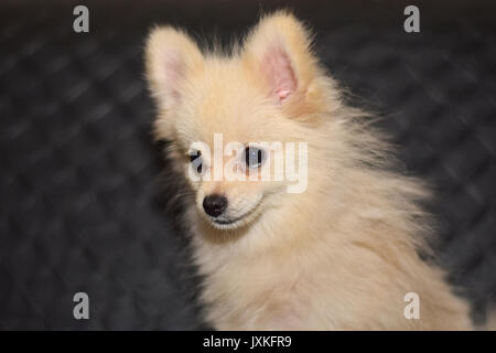 Mini Funny dog pom joue Banque D'Images