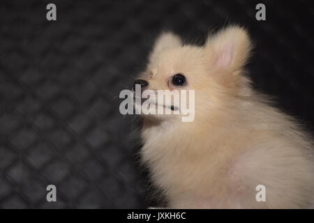 Mini Funny dog pom joue Banque D'Images