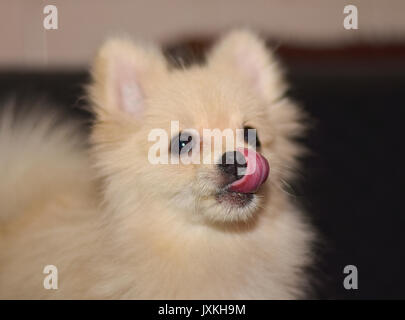 Mini Funny dog pom joue Banque D'Images