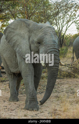 L'éléphant femelle à marcher en direction de caméra dans la brousse africaine Banque D'Images