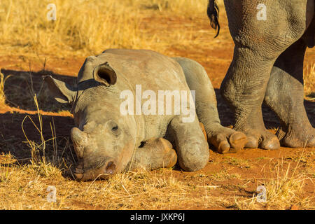 Rhino bébé couché pour se reposer dans la brousse africaine Banque D'Images