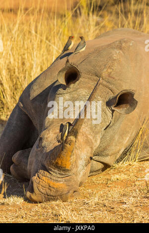 Rhino avec grande corne couché pour se reposer avec oxpeckers sur son dos Banque D'Images