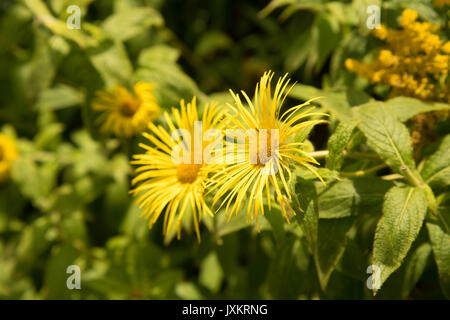 La chambre jaune, des fleurs dans un jardin de campagne anglaise Banque D'Images