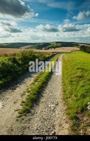 Après-midi d'été sur South Downs Way dans le West Sussex, Angleterre. Banque D'Images