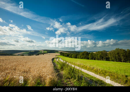 Après-midi d'été sur South Downs Way dans le West Sussex, Angleterre. Banque D'Images