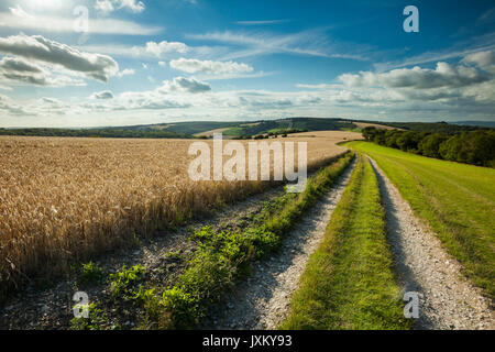 Après-midi d'été sur South Downs Way dans le West Sussex, Angleterre. Banque D'Images