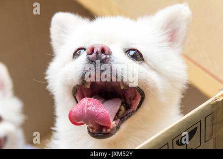 Chihuahua blanc chien dans une boîte en carton Banque D'Images