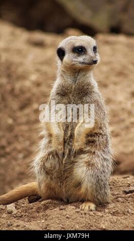 Meerkat Banque D'Images