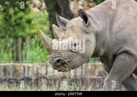 Rhinocéros, le rhinocéros noir, le rhinocéros Banque D'Images