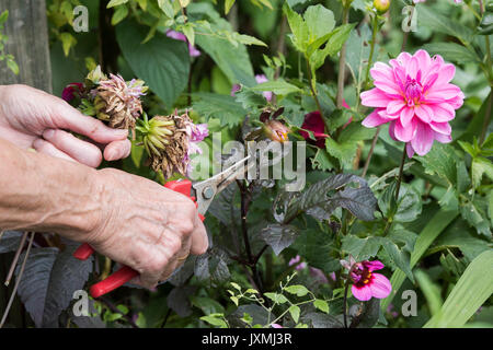 Le deadheading jardinier fleurs Dahlia avec snip dans un jardin anglais. UK Banque D'Images