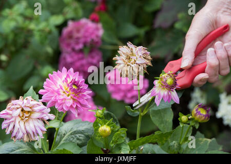 Le deadheading jardinier fleurs Dahlia avec snip dans un jardin anglais. UK Banque D'Images