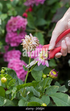 Le deadheading jardinier fleurs Dahlia avec snip dans un jardin anglais. UK Banque D'Images