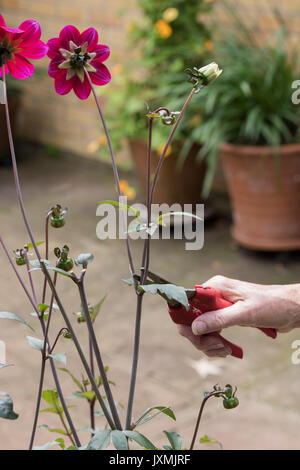 Le deadheading jardinier fleurs Dahlia avec snip dans un jardin anglais. UK Banque D'Images