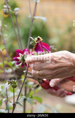 Le deadheading jardinier fleurs Dahlia avec snip dans un jardin anglais. UK Banque D'Images