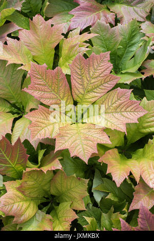 Rodgersia podophylla. Rodgers, feuilles de plantes à feuilles de bronze Banque D'Images