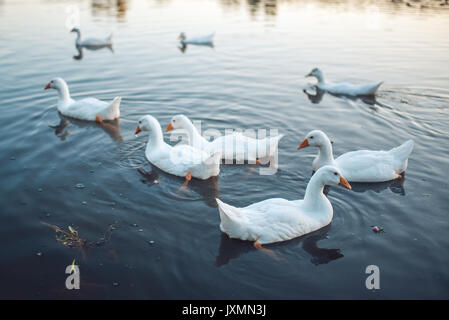 Un troupeau d'oies domestiques blanc natation dans le lac en soirée. Grey Goose domestiqués sont utilisés pour la viande de volaille, œufs, plumes de duvet (Anser anser domesticus) Banque D'Images