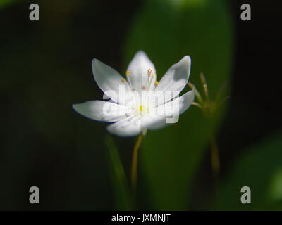 Fleur rose noir et blanc. Un portrait isolé sur un fond noir Banque D'Images