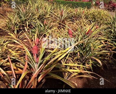 Ananas Rose fantaisie, Dole Plantation, Oahu, Hawaii Banque D'Images