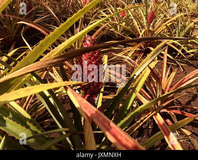 Ananas Rose fantaisie, Dole Plantation, Oahu, Hawaii Banque D'Images