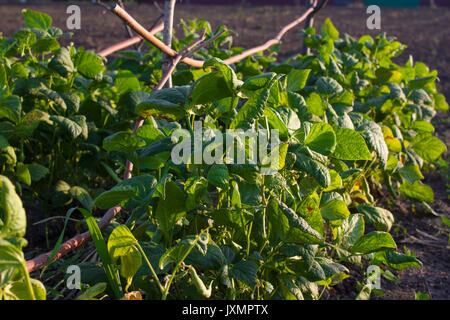 Groupe d'haricot vert champ. Germes de soja. Banque D'Images