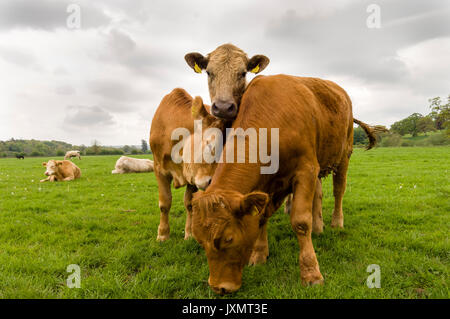 Trois vaches debout dans un champ, County Kilkenny, Ireland Banque D'Images