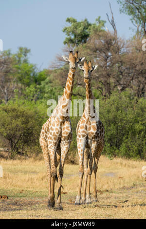 Portrait de deux girafes (Giraffa camelopardalis), Okavango Delta, Botswana, Africa Banque D'Images