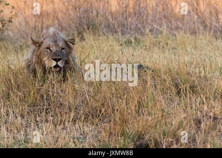 Lion (Panthera leo), le repos dans l'herbe, Okavango Delta, Botswana, Africa Banque D'Images