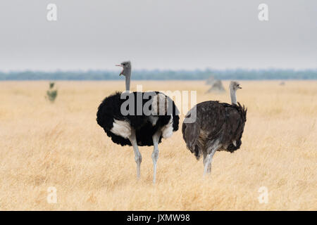 Autruche mâle et femelle (Struthio camelus), Savuti, Chobe National Park, Botswana, Africa Banque D'Images