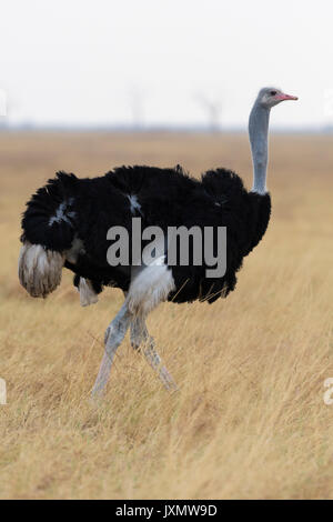 Autruche (Struthio camelus), Savuti, Chobe National Park, Botswana, Africa Banque D'Images