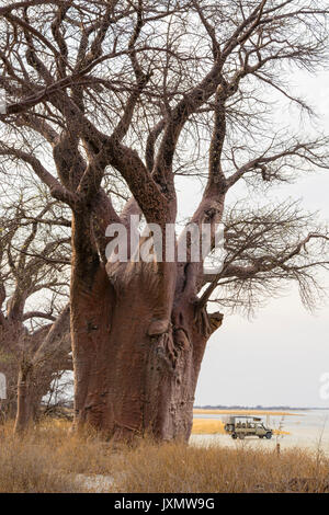 Baines baobabs, Nxai Pan, Botswana, Africa Banque D'Images