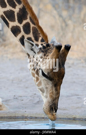 Le sud de la Girafe (Giraffa camelopardalis) boire, Kalahari, Botswana, Africa Banque D'Images