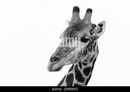 Portrait d'un sud de Girafe (Giraffa camelopardalis), Kalahari, Botswana, Africa Banque D'Images