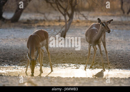 Une femme et jeune mâle Impala (Aepyceros melampus), de l'alcool au point d'eau au lever du soleil, Kalahari, Botswana, Africa Banque D'Images