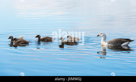 La famille d'oies (Chloephaga picta), nager dans un lac, Port Stanley, îles Malouines, l'Amérique du Sud Banque D'Images
