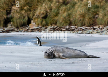 Éléphant de mer du sud (Mirounga leonina), reposant sur la plage., Port Stanley, îles Malouines, l'Amérique du Sud Banque D'Images