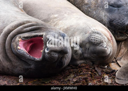 Éléphants de mer du sud (Mirounga leonina), repos, Port Stanley, îles Malouines, l'Amérique du Sud Banque D'Images