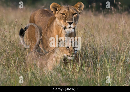 Lionne et lionceaux (Panthera leo), Masai Mara, Kenya, Afrique Banque D'Images