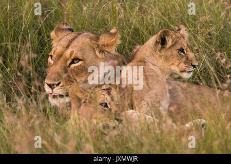 Lionne et lionceaux (Panthera leo), Masai Mara, Kenya, Afrique Banque D'Images