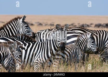 Groupe de zèbres de Grant (Equus quagga boehmi), Masai Mara National Reserve, Kenya, Africa Banque D'Images