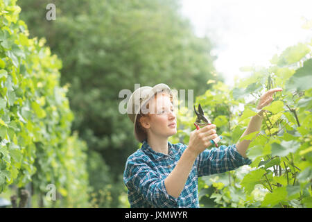 Femme travaillant dans la région de vineyard, Baden-Wurttemberg, Allemagne Banque D'Images