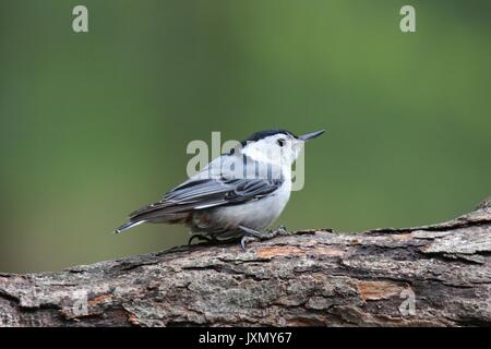 Une sittelle à poitrine blanche marche sur une branche d'arbre à la recherche de nourriture. Banque D'Images