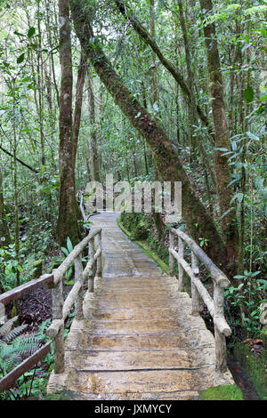 Chemin de bois dans une forêt tropicale, le Parc de Kinabalu, Bornéo Banque D'Images