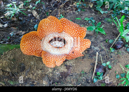 Rafflesia, la plus grande fleur du monde. Borneo, Malaisie Banque D'Images