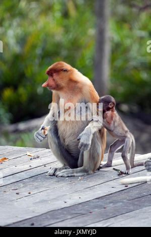 Proboscis Monkey ou singes bec long, mère avec bébé, Labuk Bay, Sabah, Bornéo, Malaisie Banque D'Images