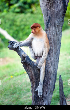 Le proboscis monkey (Nasalis larvatus) ou long-nez de singe, connu sous le nom de bekantan en Indonésie, est un arboricole brun-rougeâtre avec un singe de l'Ancien Monde Banque D'Images