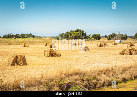 Bottes de paille peut être retiré à l'autre les marais salés de l'île de Noimoutier, France Banque D'Images