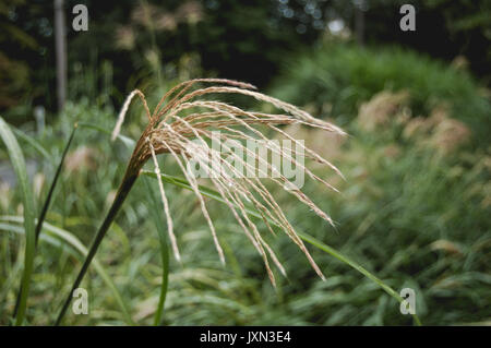 Une profondeur de champ-heavy photo d'un groupe de lames de hautes herbes avec plumes, d'or jaune-tops. Banque D'Images