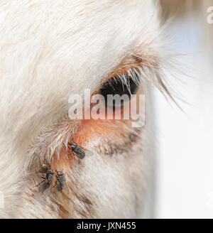 Œil de vache avec mouches. Banque D'Images