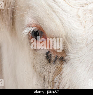 Œil de vache avec mouches. Banque D'Images