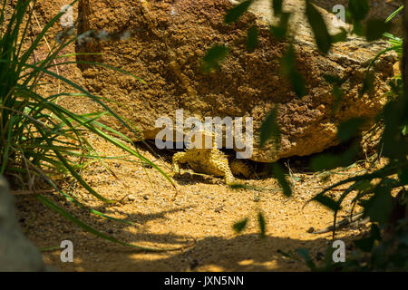 Sungazer peeking out from sous une roche dans le soleil Banque D'Images